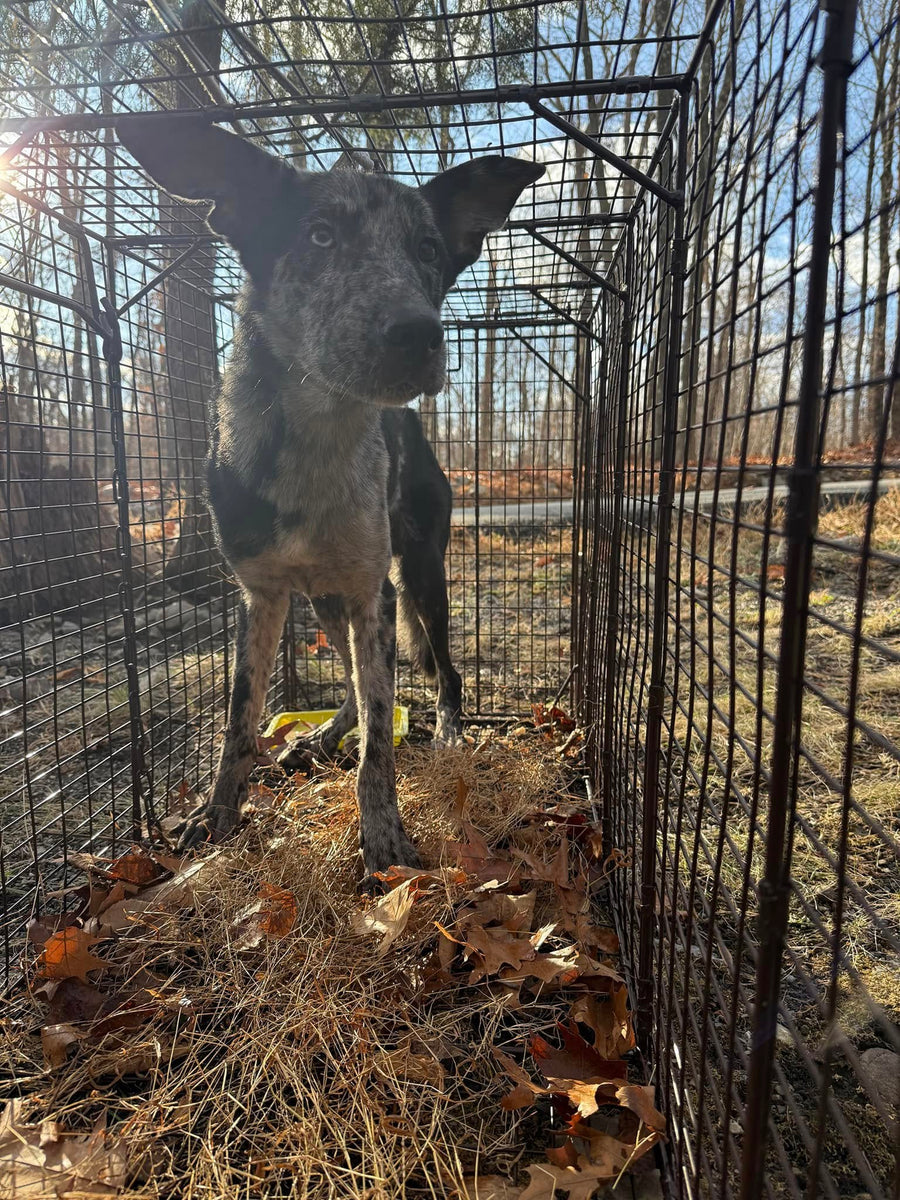 Columbia Catahoulas