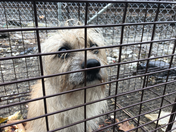 Ruckus - The Bronx Stray