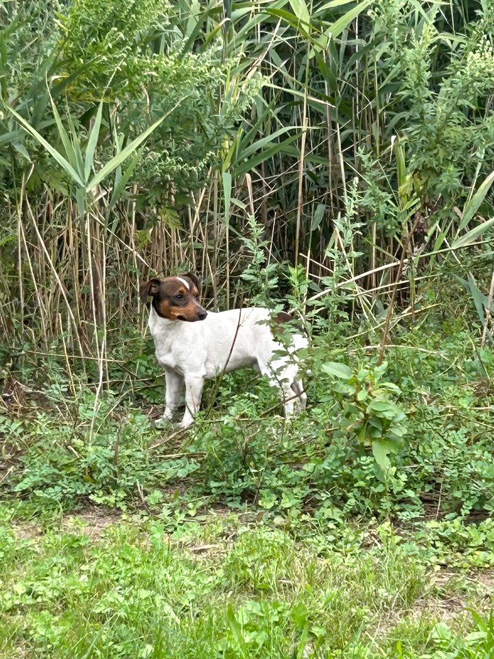 Newark Highway Dog