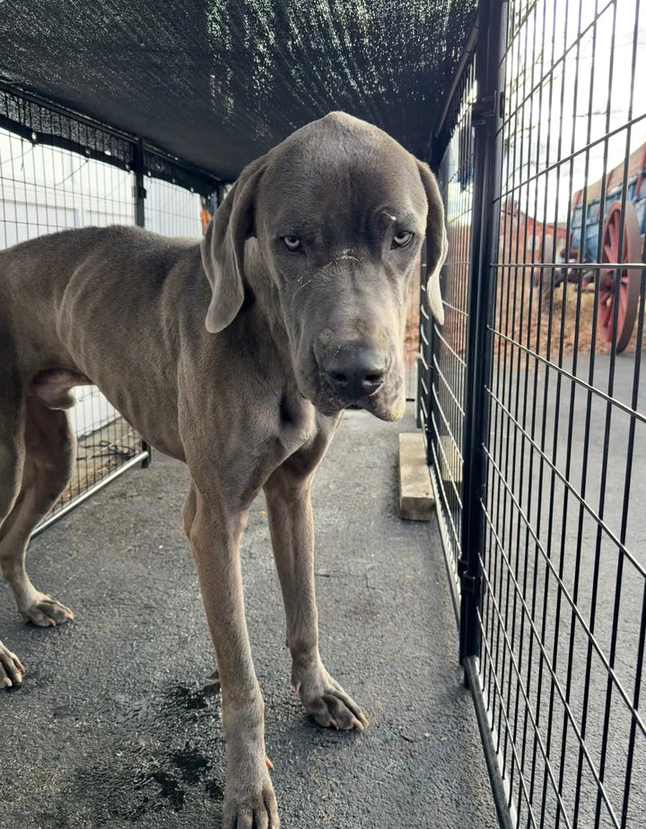 NY Paltz, NY Stray Great Dane