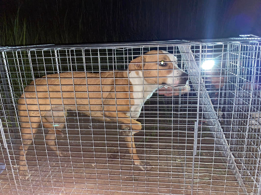 Ferry Point Park Stray