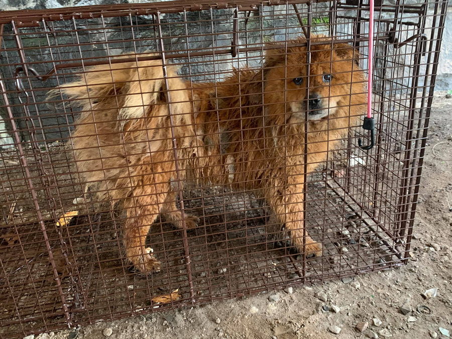 East Orange, NJ Stray